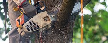 Best Tree Maintenance Programs  in Calumet, PA