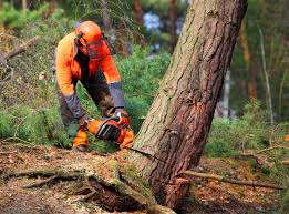 Best Tree Health Inspection  in Calumet, PA