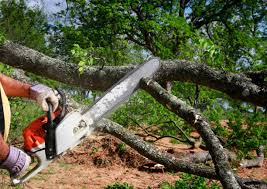 Best Tree Preservation Services  in Calumet, PA