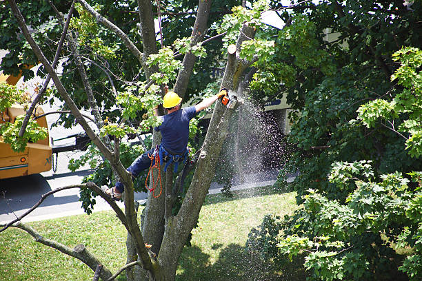 Best Root Management and Removal  in Calumet, PA