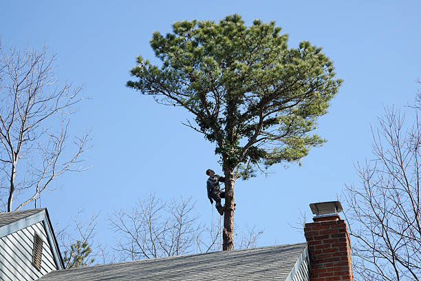 How Our Tree Care Process Works  in  Calumet, PA