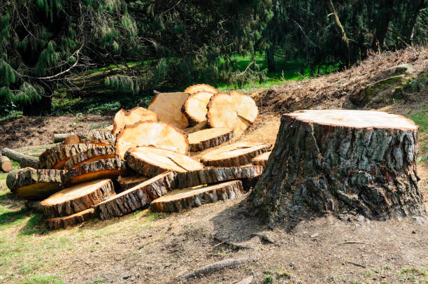 Trusted Calumet, PA Tree Removal Services Experts